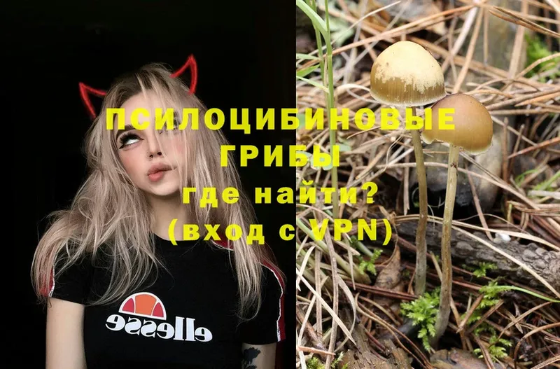 Галлюциногенные грибы Psilocybe  Болхов 